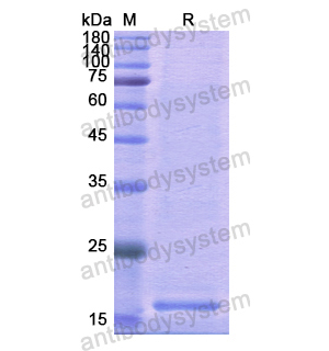 重組CD28蛋白,Recombinant Human CD28, N-His