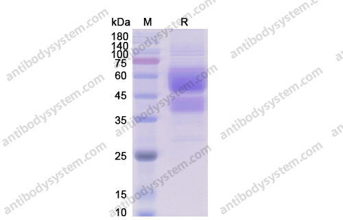 重組CD28蛋白,Recombinant Human CD28, C-Fc