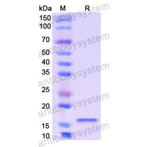 Recombinant Human CGB3, N-His