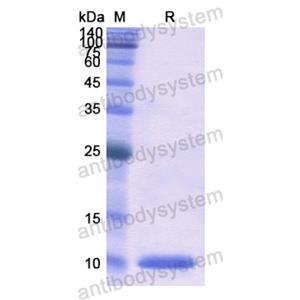 重組CCL3/MIP-1-alpha蛋白,Recombinant Human CCL3/MIP-1-alpha, N-His