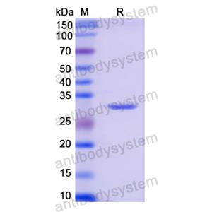 重組MYB蛋白,Recombinant Human MYB, N-His