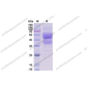 重組CD28蛋白,Recombinant Human CD28, C-Fc