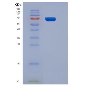 Recombinant Human CD3D & CD3E Heterodimer Protein