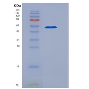 Recombinant Mouse HMGB1 / HMG1 Protein (Fc tag),Recombinant Mouse HMGB1 / HMG1 Protein (Fc tag)