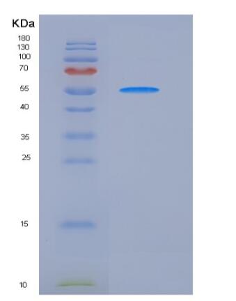 Recombinant Human / MCSF Receptor / CD115 Protein,Recombinant Human / MCSF Receptor / CD115 Protein