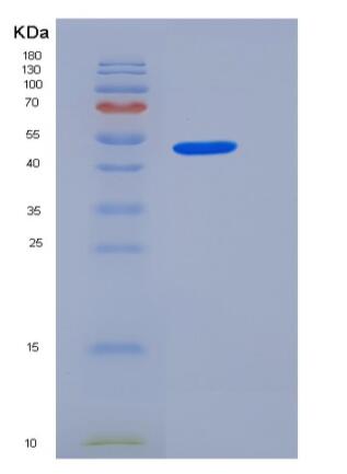 Recombinant Rat JAM-A / F11R Protein (Fc tag),Recombinant Rat JAM-A / F11R Protein (Fc tag)