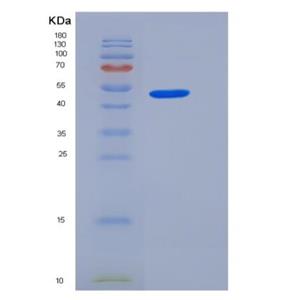 Recombinant Rat JAM-A / F11R Protein (Fc tag),Recombinant Rat JAM-A / F11R Protein (Fc tag)