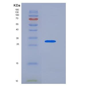 Recombinant Human Fc Receptor-Like Protein 1 Protein