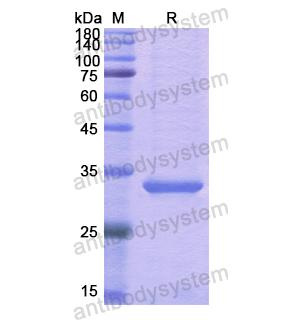 重組ESD蛋白,Recombinant Human ESD, N-His