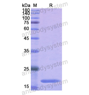 重組CD37蛋白,Recombinant Human CD37, N-His