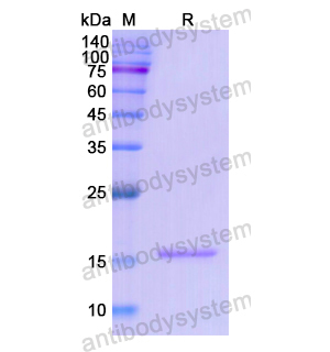 重組MAP2蛋白,Recombinant Human MAP2, N-His