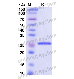 重组RALA蛋白,Recombinant Human RALA, N-His