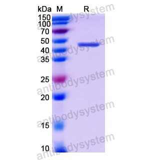 重组CD331/FGFR1蛋白,Recombinant Human CD331/FGFR1, N-His