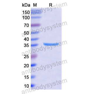 重組PSG2蛋白,Recombinant Human PSG2, N-His