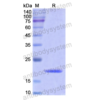 重組VDR蛋白,Recombinant Human VDR, N-His