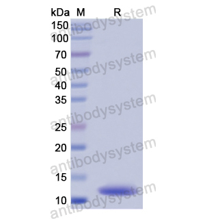 重组FGF3蛋白,Recombinant Human FGF3, N-His