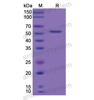 重組PC蛋白,Recombinant Human PC, N-His