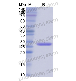 重組SRF蛋白,Recombinant Human SRF, N-His