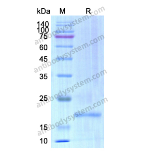 重组CD20/MS4A1蛋白,Recombinant Human CD20/MS4A1, N-His & N-Trx