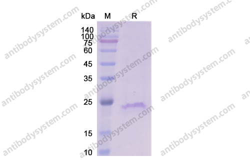 重組CD20/MS4A1蛋白,Recombinant Human CD20/MS4A1, N-His