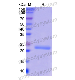 重組CD79α/CD79A蛋白,Recombinant Human CD79α/CD79A, N-His