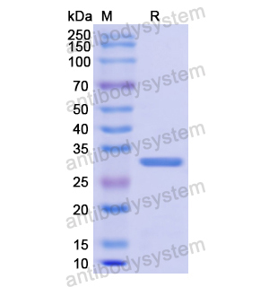 重组ODC1蛋白,Recombinant Human ODC1, N-His