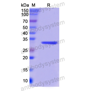 重組PCNA蛋白,Recombinant Human PCNA, C-His