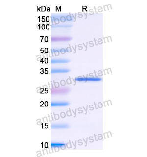 重组COL6A1蛋白,Recombinant Human COL6A1, N-His