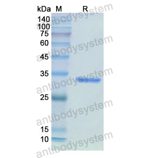 重組IMPDH2蛋白,Recombinant Human IMPDH2, N-His