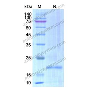 Recombinant Human CD20/MS4A1, N-His & N-Trx