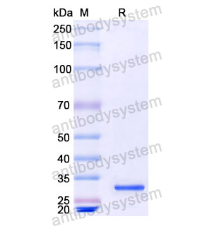 重组CD32/FCGR2A蛋白,Recombinant Human CD32/FCGR2A, N-His