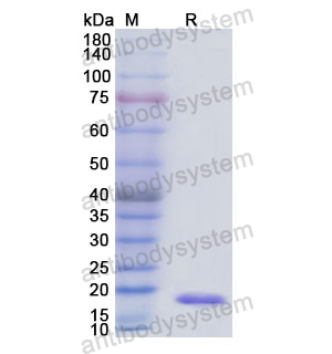 重组ANXA3蛋白,Recombinant Human ANXA3, N-His