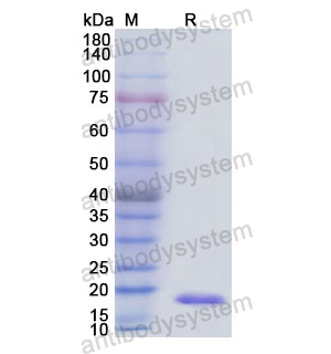 重組ANXA3蛋白,Recombinant Human ANXA3, N-His