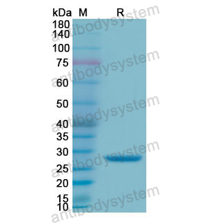 重组GZMA蛋白,Recombinant Human GZMA, N-His