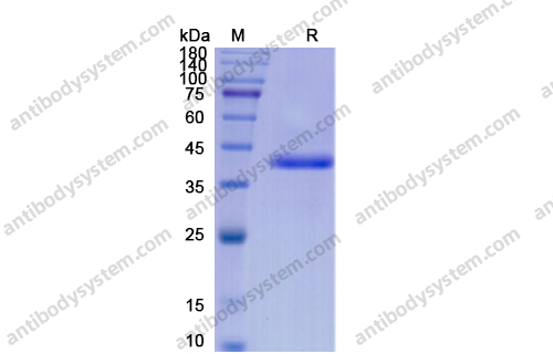 重组BMP2蛋白,Recombinant Human BMP2, N-Fc