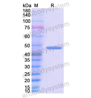 重组BMP4蛋白,Recombinant Human BMP4, N-His