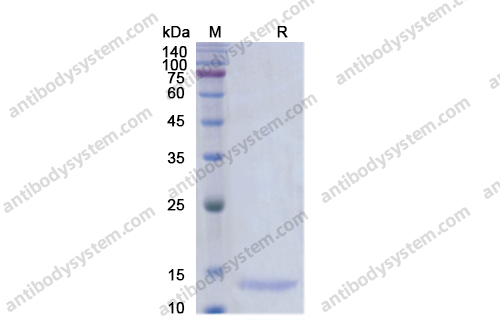 重组BMP3/Osteogenin蛋白,Recombinant Human BMP3/Osteogenin, N-His