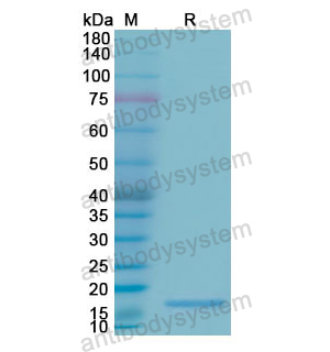 重组RNASE3蛋白,Recombinant Human RNASE3, N-His