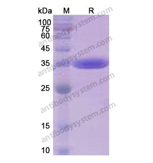 重組CD324/CDH1蛋白,Recombinant Human CD324/CDH1, N-His