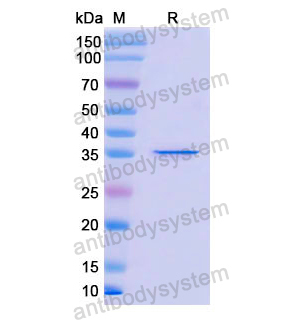 Recombinant Human DEFA4, N-GST