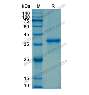 重組CD107b/LAMP2蛋白,Recombinant Human CD107b/LAMP2, N-His