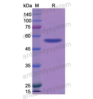 重组BMP1蛋白,Recombinant Mouse BMP1, N-GST