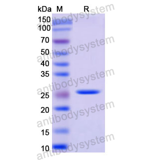 重组CD102/ICAM2蛋白,Recombinant Human CD102/ICAM2, N-His