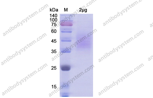 重組CD102/ICAM2蛋白,Recombinant Human CD102/ICAM2, C-His