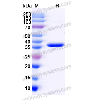 重組VCAN蛋白,Recombinant Human VCAN, N-His