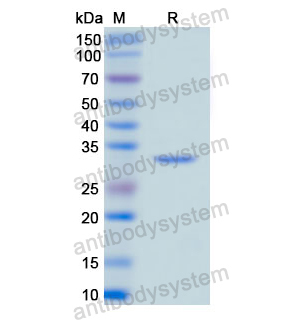 重组CD49d/ITGA4蛋白,Recombinant Human CD49d/ITGA4, N-His