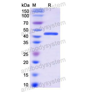 重组EEF2蛋白,Recombinant Human EEF2, N-His