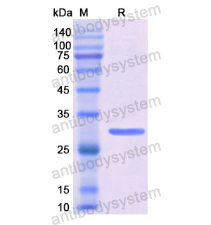 重組C6蛋白,Recombinant Human C6, N-His