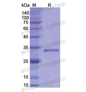 重组CD66a/CEACAM1蛋白,Recombinant Human CD66a/CEACAM1, N-His