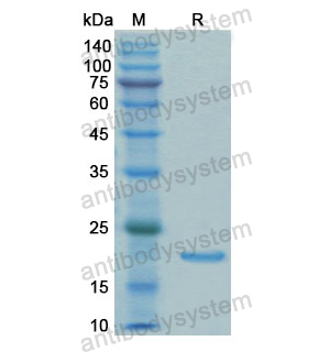 重組TPT1蛋白,Recombinant Human TPT1, N-His